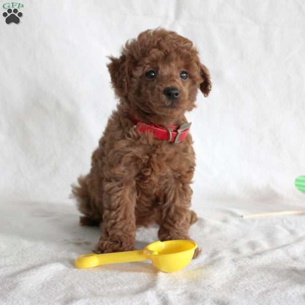 Joe, Toy Poodle Puppy